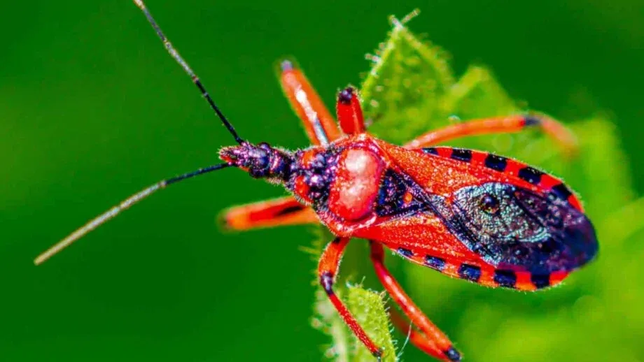 Revealed: The World’s #1 killer of humans (It’s smaller than you think)