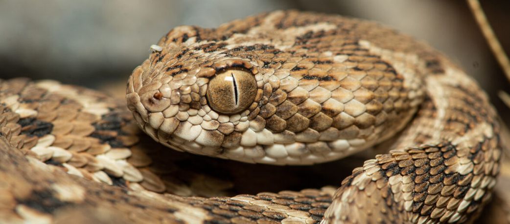 Revealed: The World’s #1 killer of humans (It’s smaller than you think)
