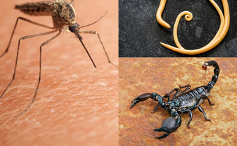 Revealed: The World’s #1 killer of humans (It’s smaller than you think)