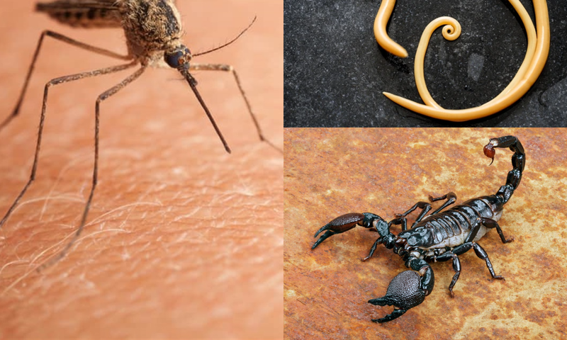 Revealed: The World’s #1 killer of humans (It’s smaller than you think)