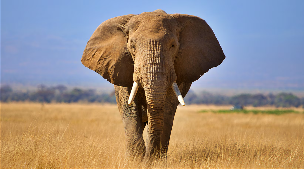 Revealed: The World’s #1 killer of humans (It’s smaller than you think)