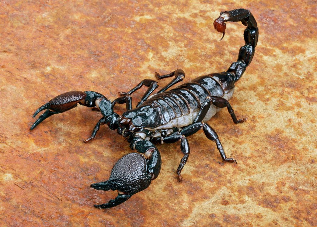 Revealed: The World’s #1 killer of humans (It’s smaller than you think)