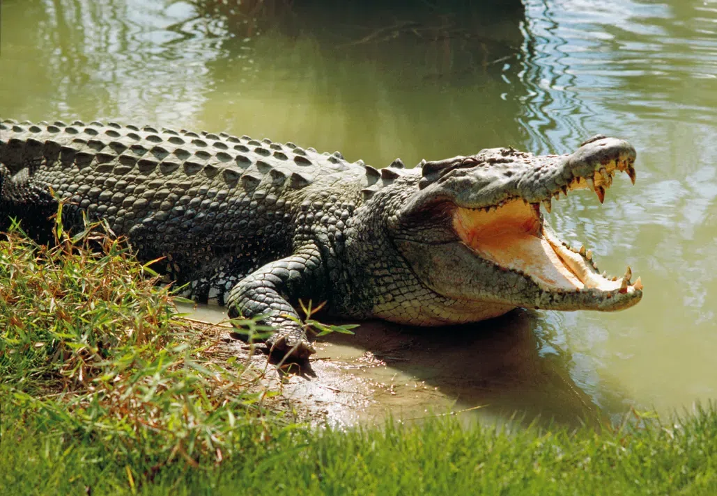 Revealed: The World’s #1 killer of humans (It’s smaller than you think)