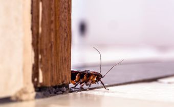 These things in your room might be attracting cockroaches [NorthwestExtermination]