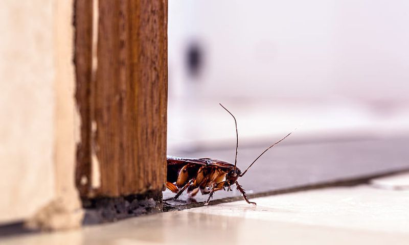 These things in your room might be attracting cockroaches [NorthwestExtermination]