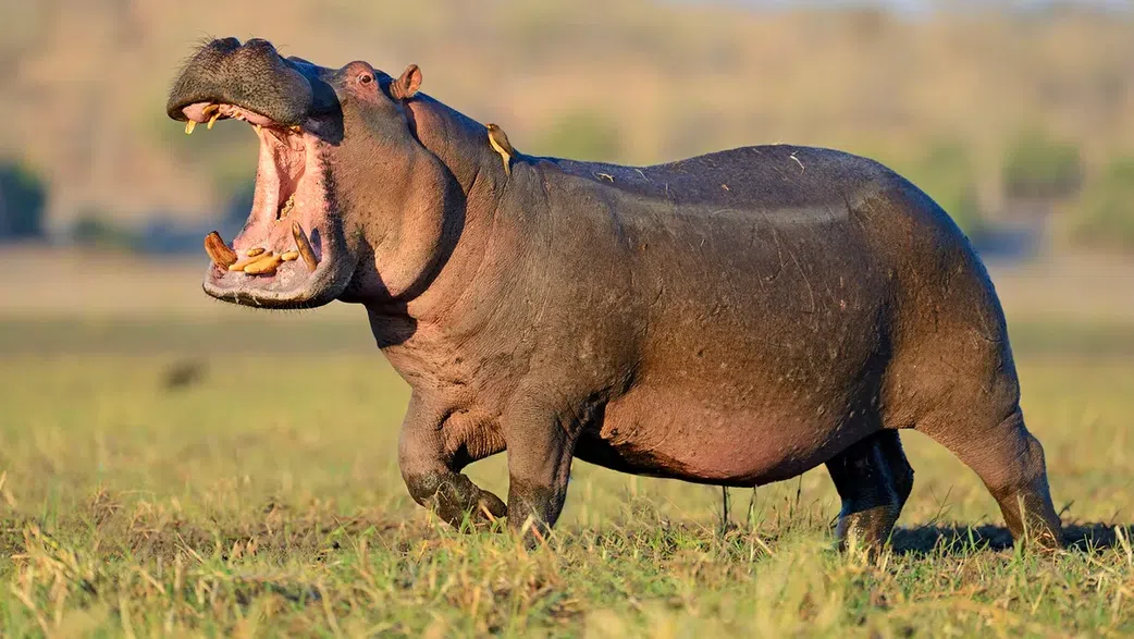 Revealed: The World’s #1 killer of humans (It’s smaller than you think)