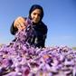 More than 150,000 seasonal workers earning about $1 an hour help harvest the spice, which has for centuries been used for cooking