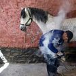 Meddah Larbi is one of Algeria's last farriers