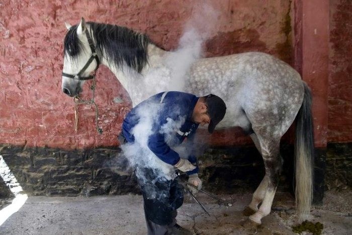 Meddah Larbi is one of Algeria's last farriers