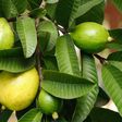 Health benefits of guava leaves [new vision]