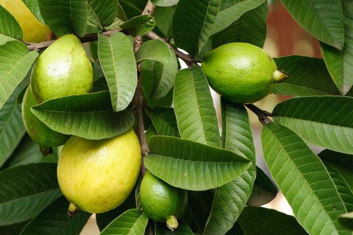 Health benefits of guava leaves [new vision]