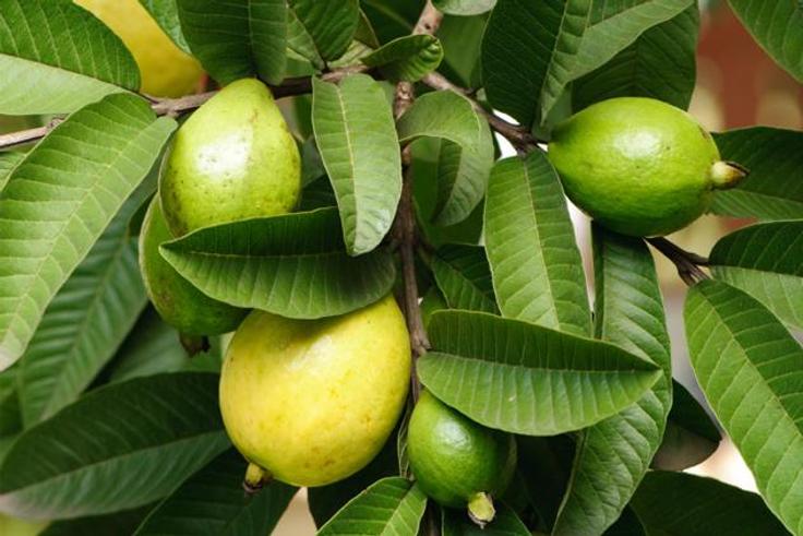 Health benefits of guava leaves [new vision]