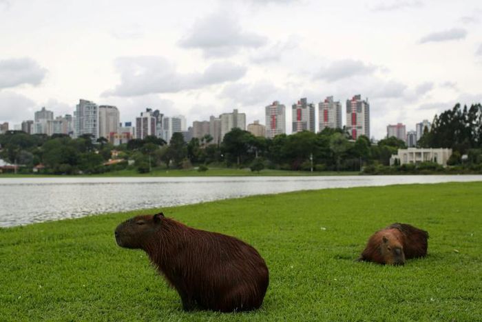 The Brazilian city of Curitiba features many green spaces -- but that policy doesn't extend to its growing suburbs