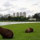 The Brazilian city of Curitiba features many green spaces -- but that policy doesn't extend to its growing suburbs