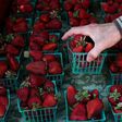 Pins and needles were found stuck into Australian strawberries in September, sparking nationwide panic.