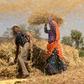 Roughly 55 percent of the population is directly or indirectly dependent on agriculture