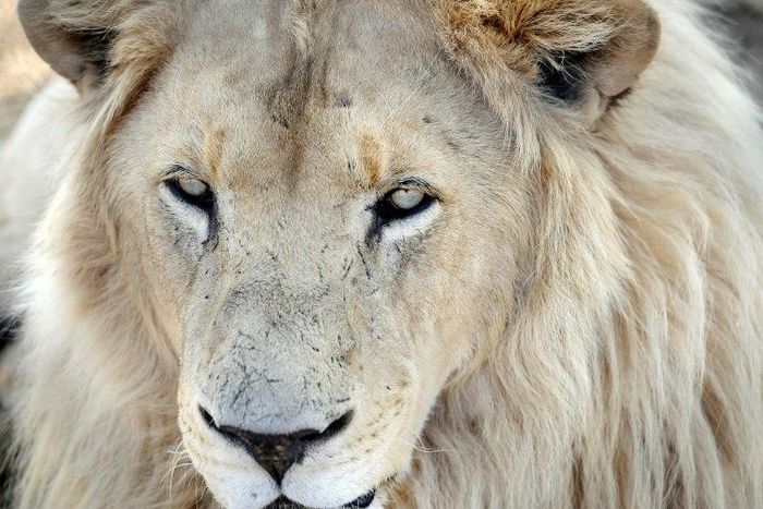 South Africa has as many as 8,000 lions in captivity being bred for hunting, the bone trade, tourism and academic research, according to estimates by wildlife groups