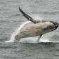 Japan has put a halt to its most provocative whaling -- annual expeditions to the Antarctic