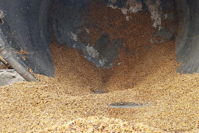 Ebonyi wants to power Nigerian Jollof Rice, but we keep ruining it