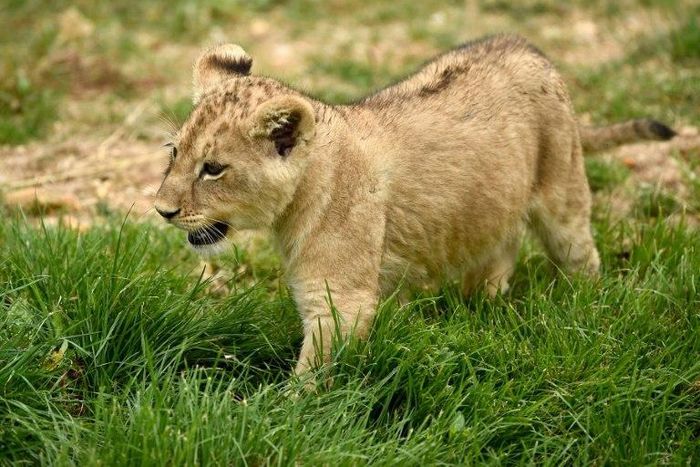 A lion cub born on April 15, 2017 is pictured inside the new enclosure "La Terre des Lions" on June 23, 2017 at the Zooparc of Beauval