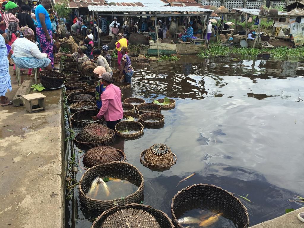 ___9111251___2018___11___16___10___epe+fish+market+bids+in+graceland