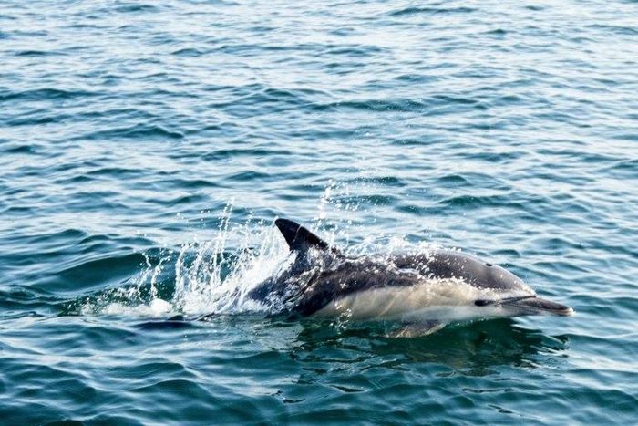 Oceans cover more than two thirds of the planet's surface and play a vital role in sustaining life on Earth