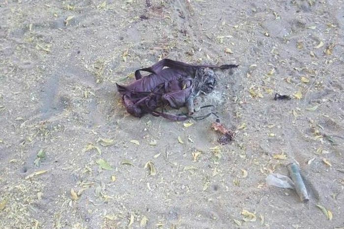 Person-borne improvised explosive device retrieved from girl on suicide-bombing mission in Adamawa