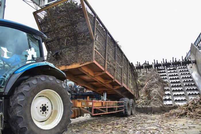 Electricity from sugar cane now accounts for 14 percent of the Mauritius' needs and, when combined with other renewable sources such as solar, wind and hydro, provides nearly a quarter of daily consumption