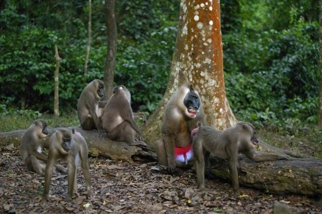 ___8140168___2018___3___20___10___Drill-Monkey-Rehab-Centre-calabar-1