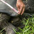 A Santa Cruz Island adult giant tortoise (Chelonoidis Donfaustoi) is measured by a park ranger on Santa Cruz Island, in the remote Ecuadorean archipelago 1000 km off South America's Pacific coast