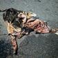 Rotting cowhides on the roadside are a common sight in Venezuela's cattle country, where thieves are threatening a vital food source