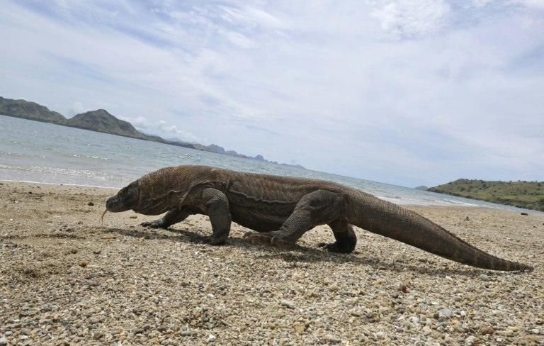 Komodo dragons can grow to around three metres in length, and weigh up to 70 kilograms