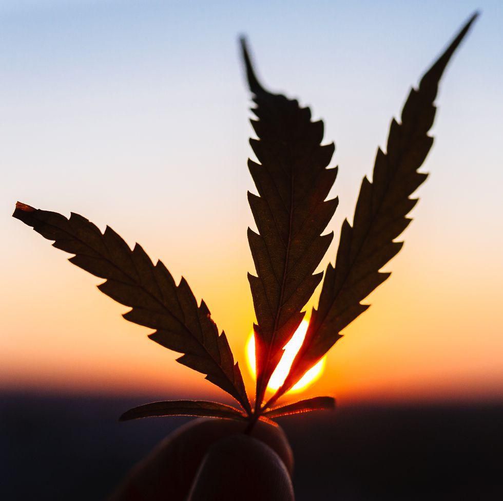 ___9005497___2018___10___21___22___silhouette-leaf-marijuana-cannabis-plantation-in-royalty-free-image-1053557856-1539813896