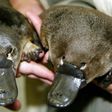 These platypus twin puggles were born in captivity in 2003