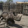The black rhinos were shipped over to Chad from South Africa as part of an ambitious plan to reintroduce the species there after poachers had wiped them out