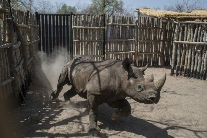 The black rhinos were shipped over to Chad from South Africa as part of an ambitious plan to reintroduce the species there after poachers had wiped them out