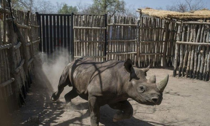 The black rhinos were shipped over to Chad from South Africa as part of an ambitious plan to reintroduce the species there after poachers had wiped them out