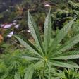 Several countries have decriminalised the use of cannabis, and some have legalised its use