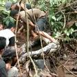 Indonesian villagers initially thought the giant snake was just an old log before one of them touched the serpent, triggering it into action