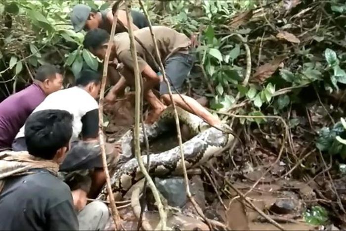 Indonesian villagers initially thought the giant snake was just an old log before one of them touched the serpent, triggering it into action