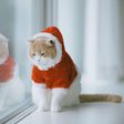 ___9175533___2018___12___6___22___white-and-beige-scottish-fold-cat-in-christmas-royalty-free-image-831353306-1544039070
