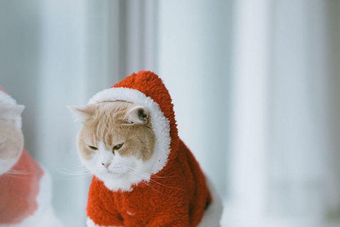 ___9175533___2018___12___6___22___white-and-beige-scottish-fold-cat-in-christmas-royalty-free-image-831353306-1544039070
