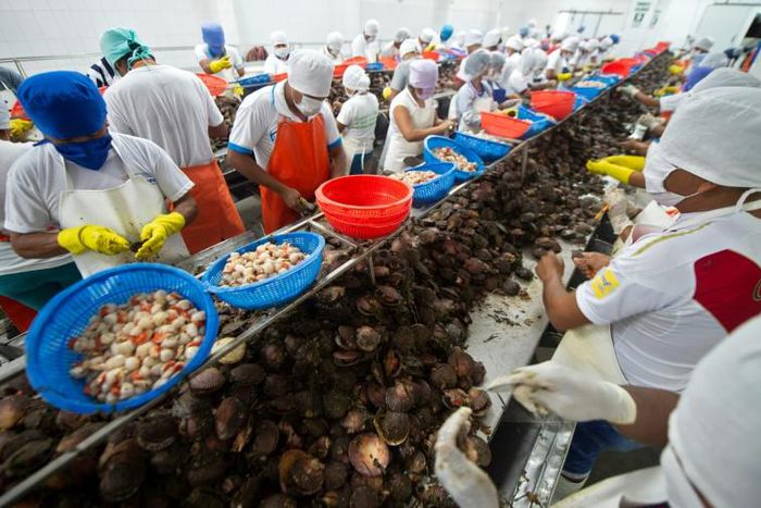 Workers clean and sort freshly harvested scallops at a processing plant in Sechura
