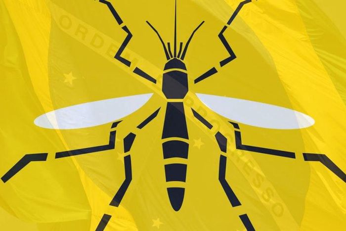 How to stay safe in a country with a Yellow Fever pandemic