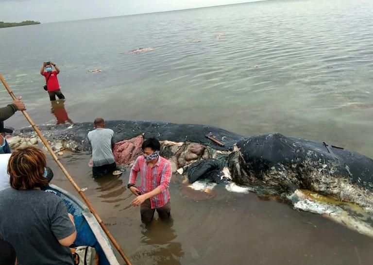 In November, a sperm whale washed up in Indonesia with nearly six kilograms (13.2 lbs) of plastic waste in its stomach. It had ingested 115 plastic cups, four plastic bottles, 25 plastic bags, a nylon sack, two flip-flops and more than 1,000 other piec...