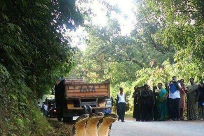 ___9089654___2018___11___9___18___Snake