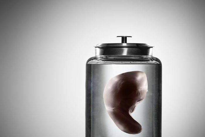 ___9202838___2018___12___15___16___hlh120118bodyliver-01-1544737408