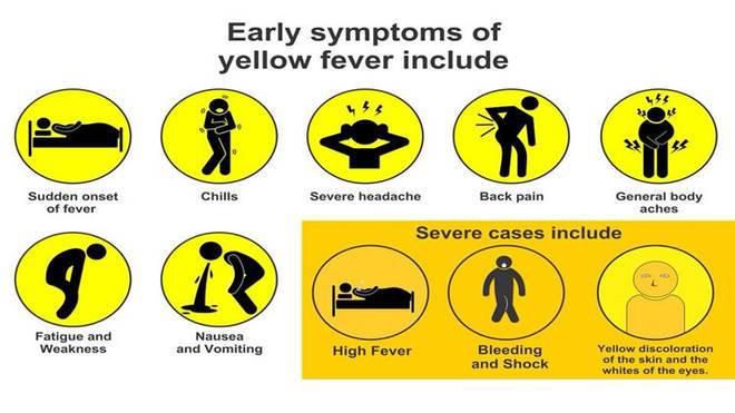 The early and severe symptoms of Yellow Fever explained