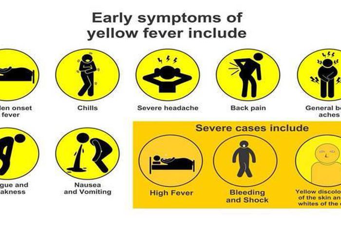 The early and severe symptoms of Yellow Fever explained