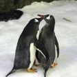 Male gentoo penguins Sphen and Magic have successfully incubated a baby chick and are 'doting' on their tiny offspring, say staff at an Australian aquarium